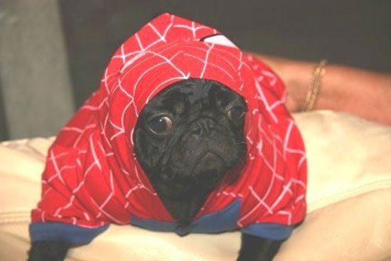 pugs-hallowen12