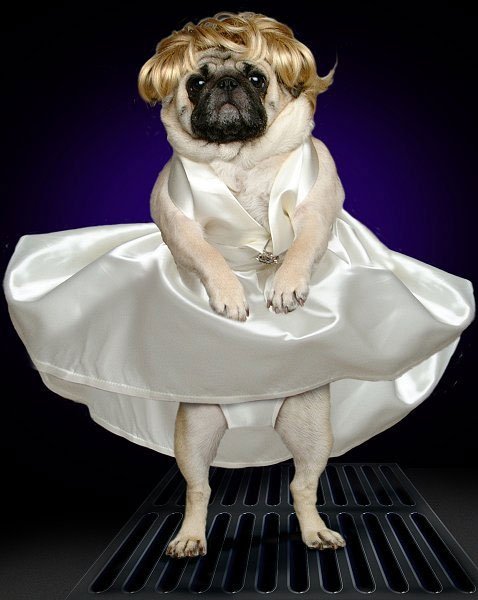 pugs-hallowen9