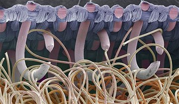 cosas vistas desde un microscopio