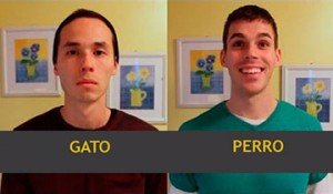 diferencias entre perros y gatos