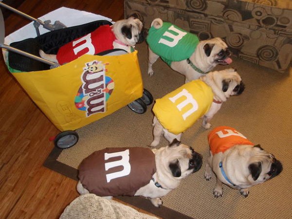 disfraces-halloween-mascotas14