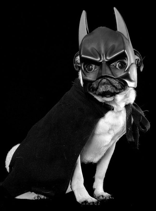 disfraces-halloween-mascotas15