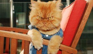 gato garfi
