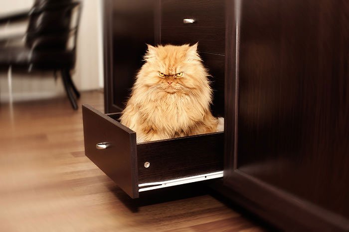 garfi-gato-enfadado2