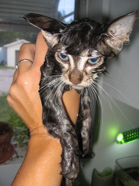 gato-mojado3