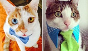 Gatos con corbata