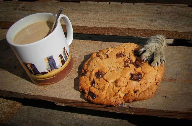 gatos-ladrones1