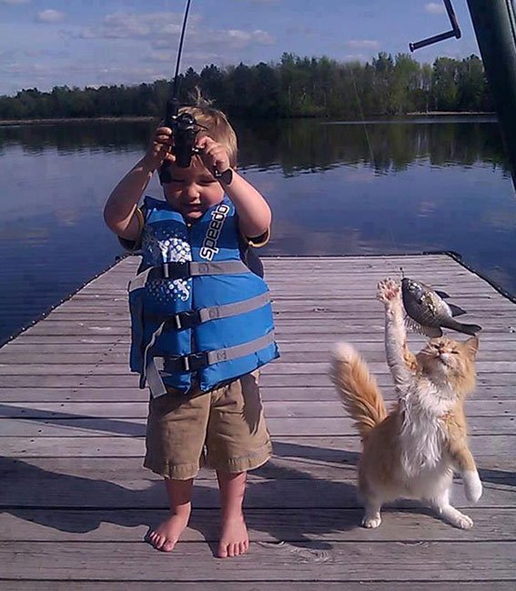 gatos-ladrones10