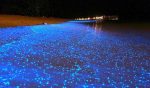 mar de estrellas