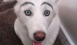 Perros con cejas
