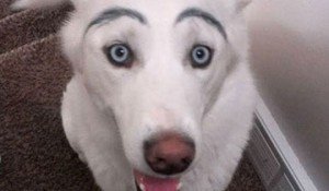 Perros con cejas