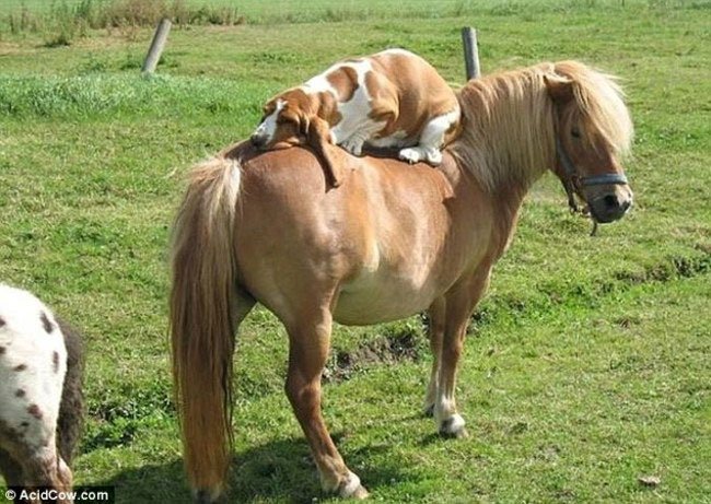 perros-espacio-personal17