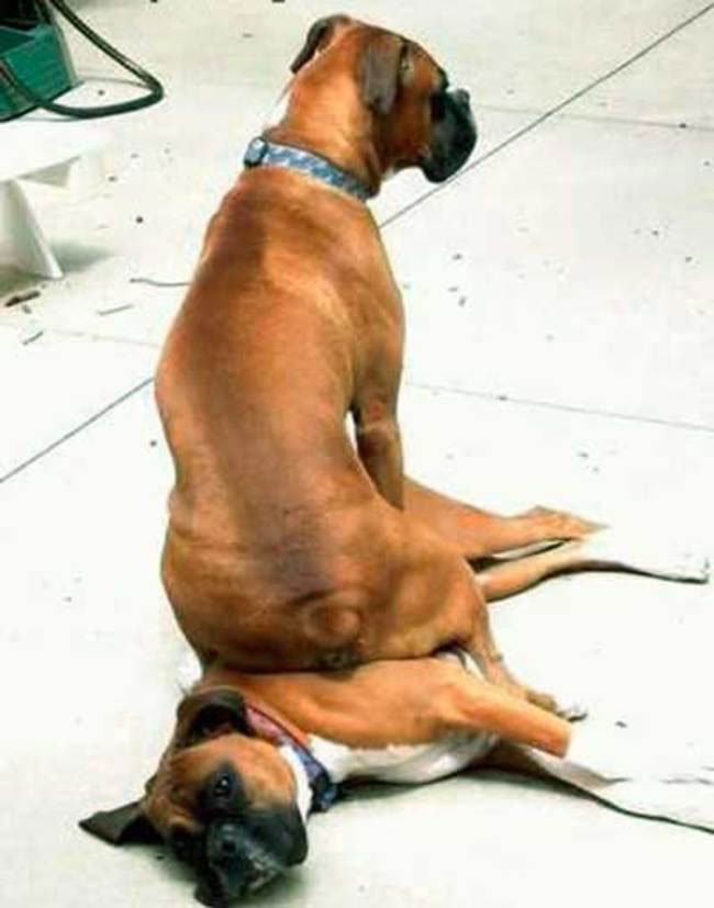 perros-espacio-personal4