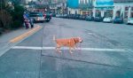 perros independientes