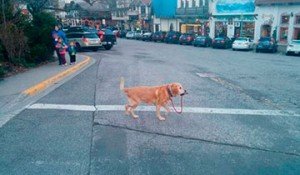 perros independientes