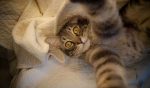 Selfie animales