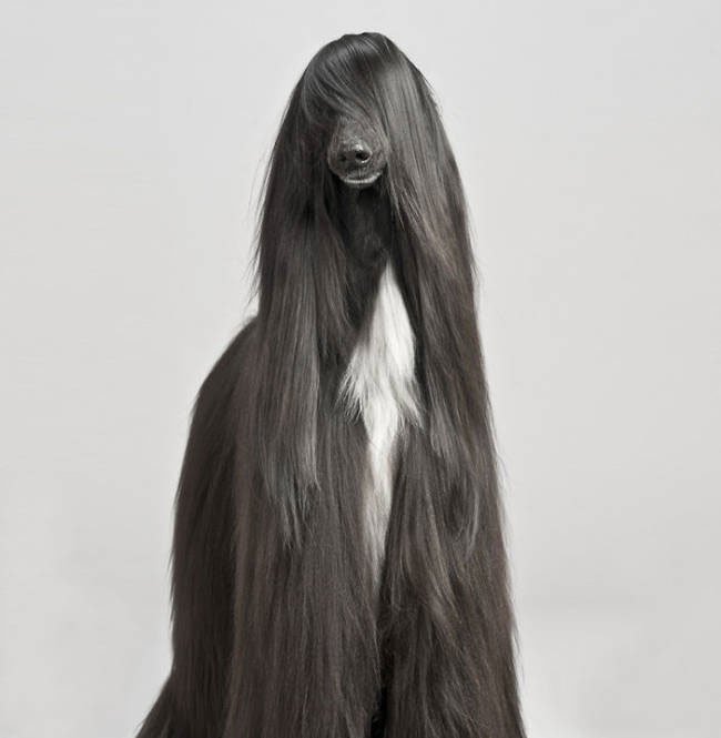 animal-peludo2