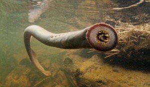 Animales ancestrales