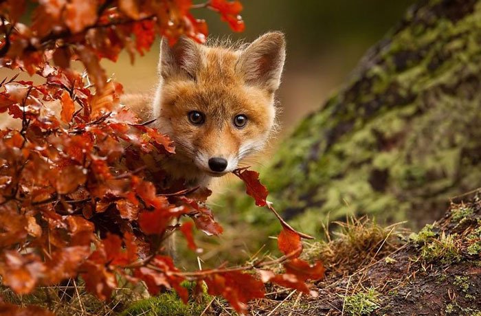 Animales disfrutando de la magia del otoño