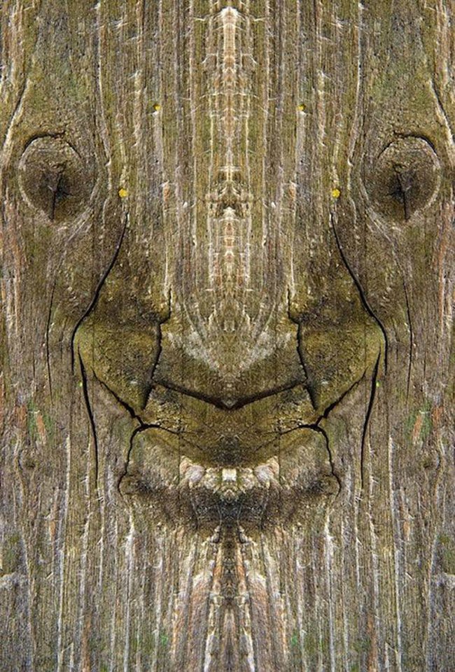 foto-arbol-espejo4