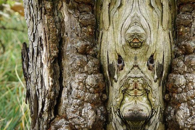 foto-arbol-espejo5