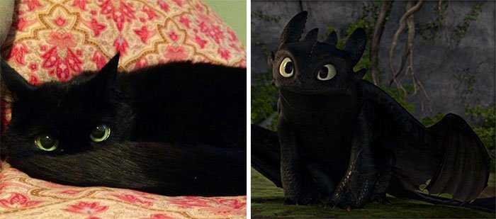 gato-parecido1