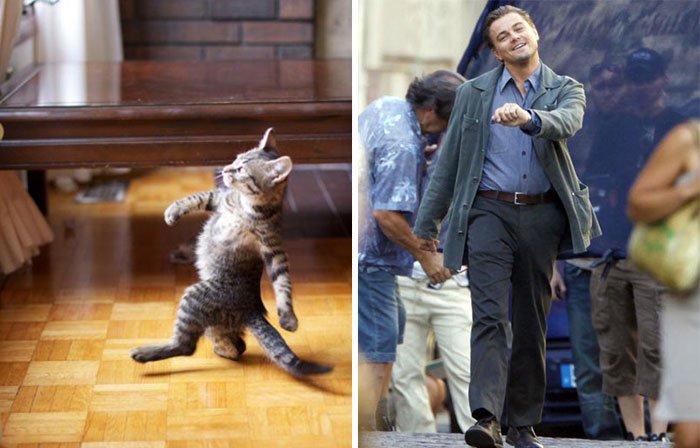 gato-parecido12