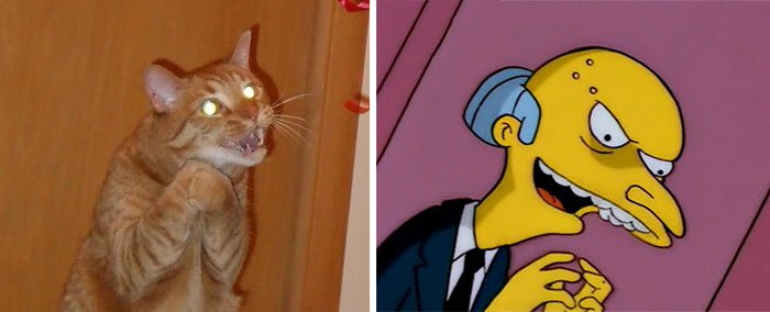 gato-parecido17