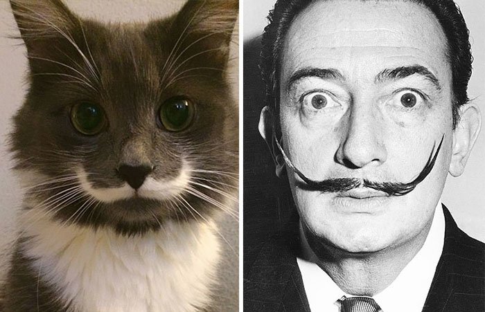 gato-parecido4