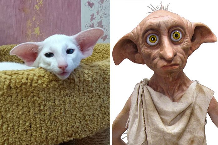 gato-parecido6