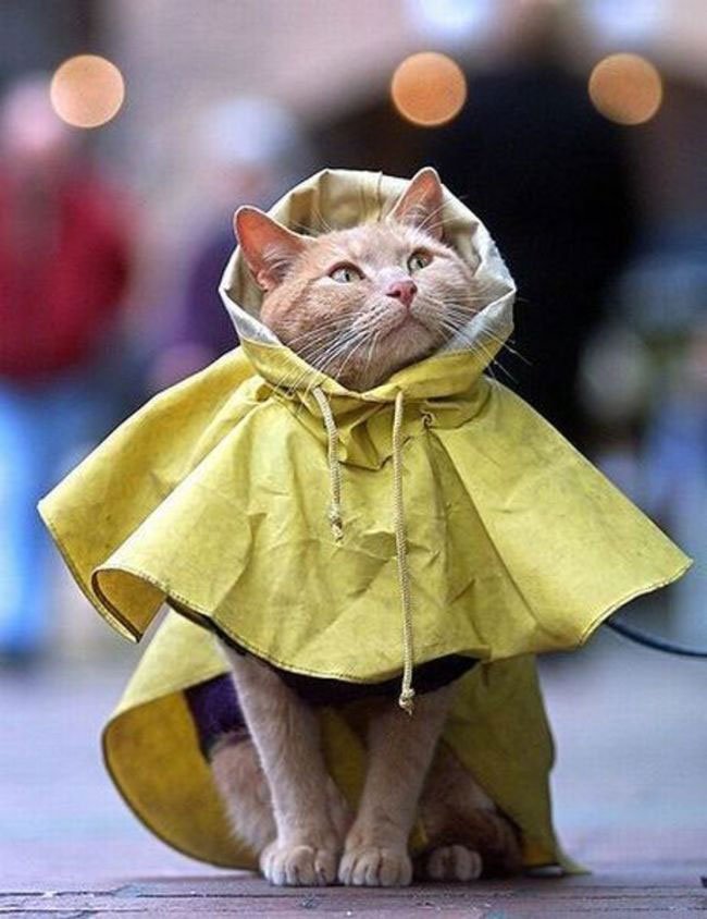 gato-ropa-moda19