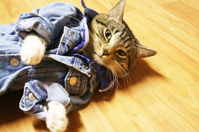 gato-ropa-moda22