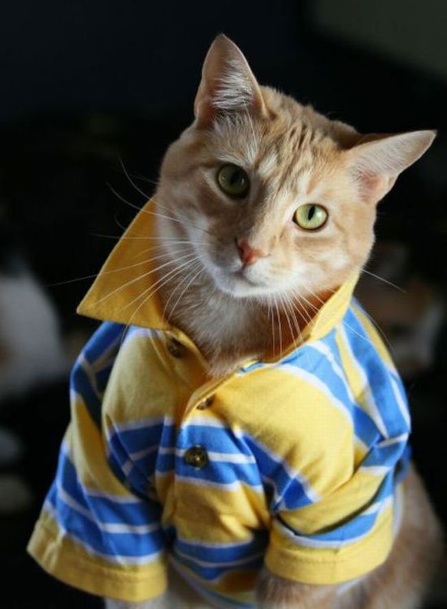 gato-ropa-moda23