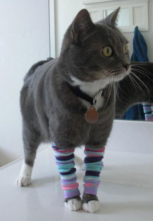 gato-ropa-moda3