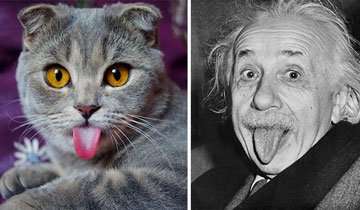 gato y Einstein