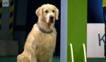concurso Golden Retriever