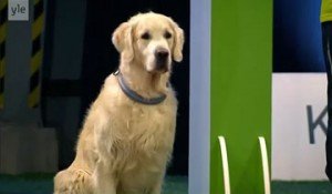 concurso Golden Retriever