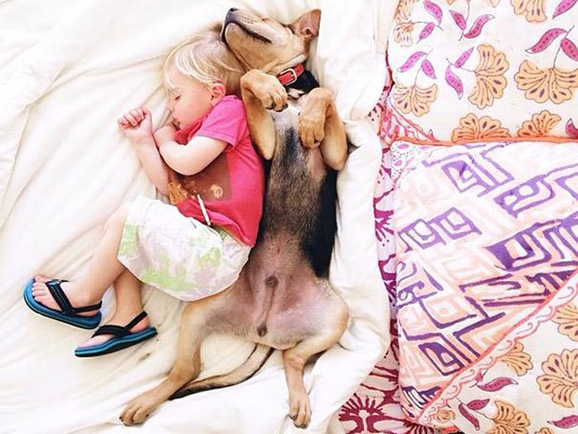 peque-cachorro-durmiendo1