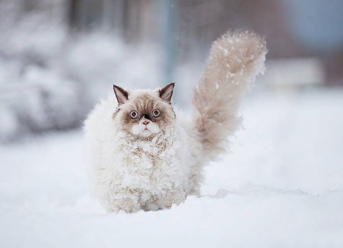 animales-nieve-primera-vez1