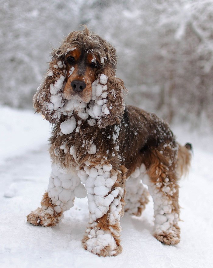 animales-nieve-primera-vez11