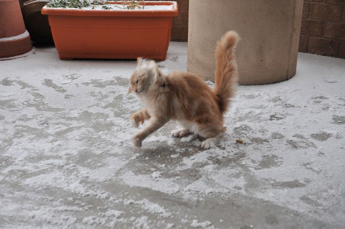 animales-nieve-primera-vez17