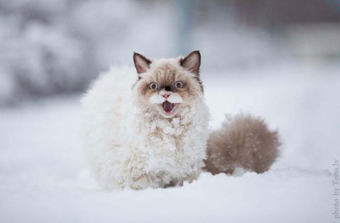 animales-nieve-primera-vez2