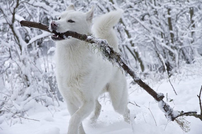 animales-nieve-primera-vez20