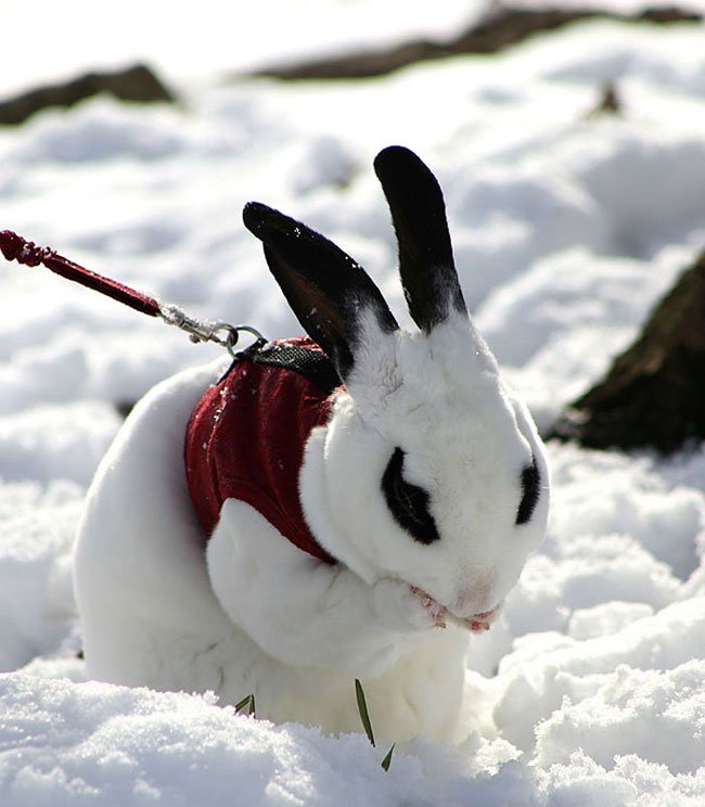 animales-nieve-primera-vez21