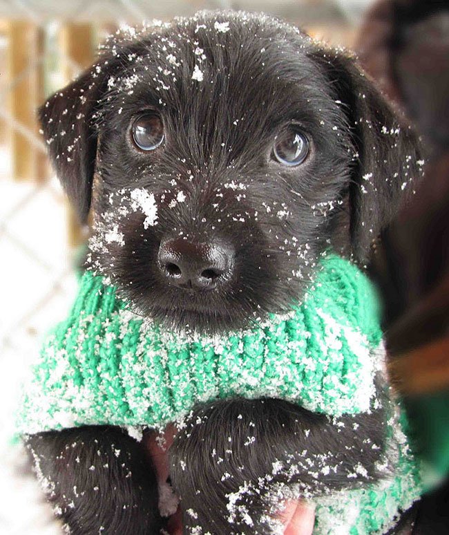animales-nieve-primera-vez22