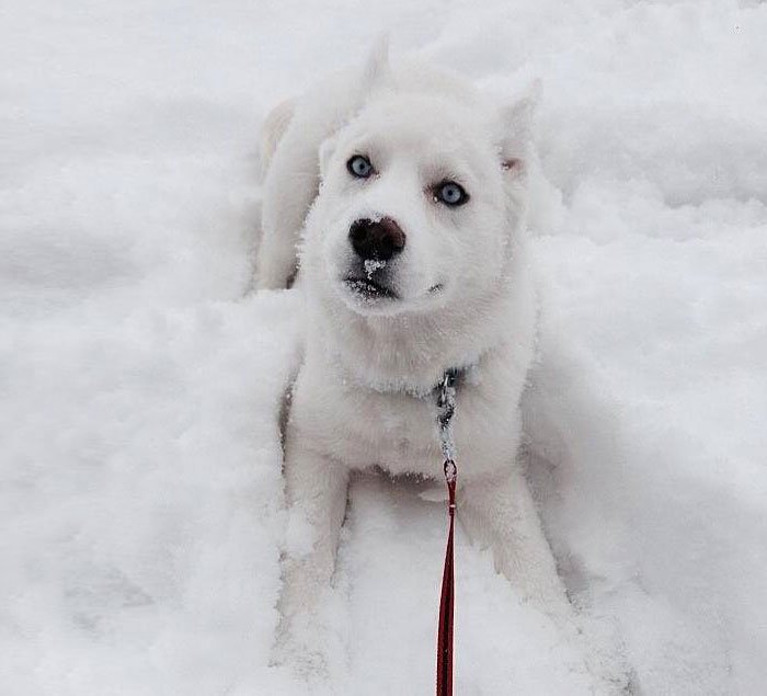 animales-nieve-primera-vez8