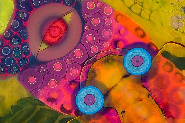 arte-psicodelico-riley2