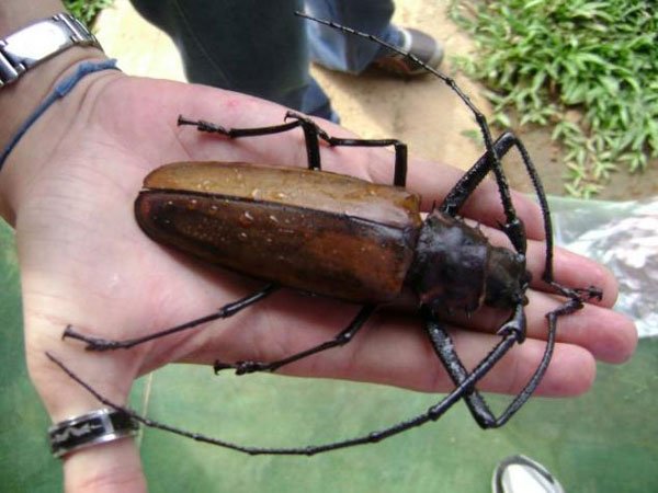 bicho-gigante2