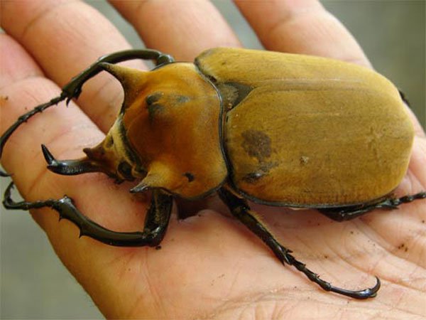bicho-gigante3
