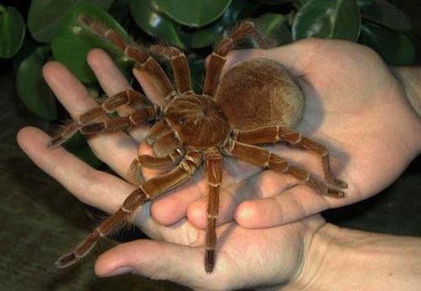 bicho-gigante5